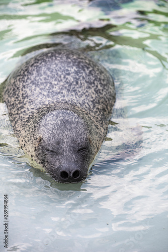 Happy spotted seal enjoy swimming and showing off its uniqueness character. photo