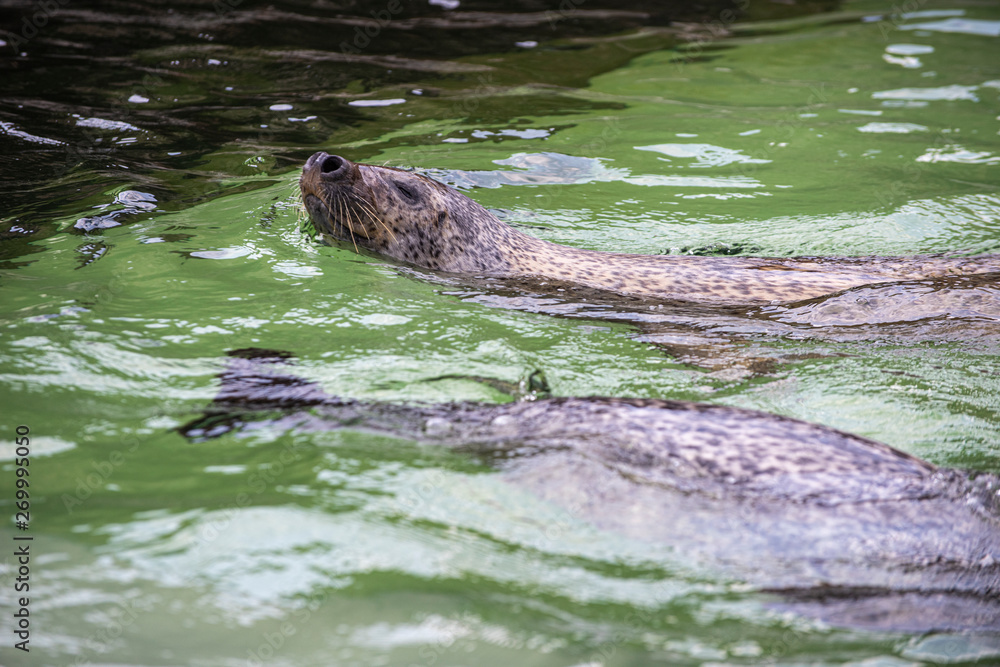 Obraz premium Happy spotted seal enjoy swimming and showing off its uniqueness character.