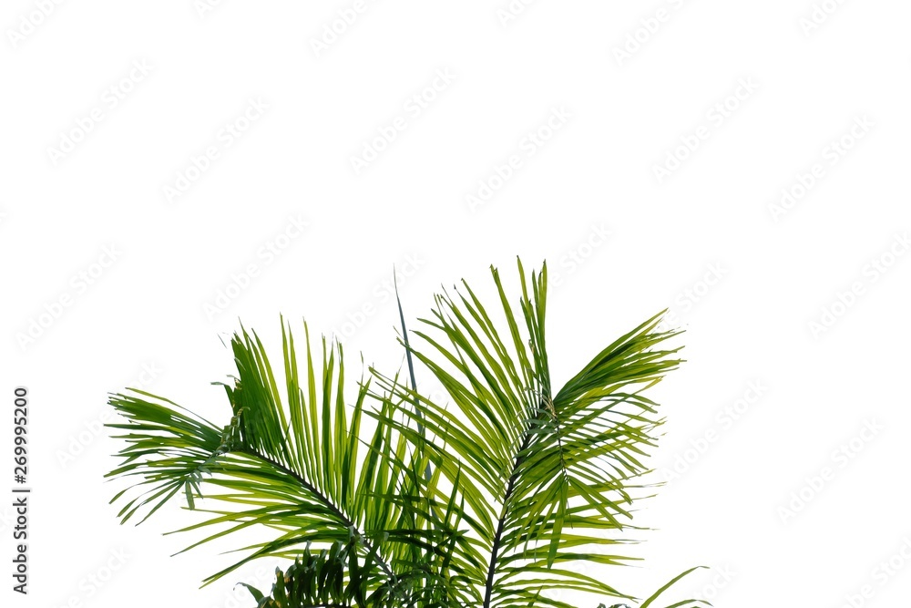 Tropical palm leaves with branches on white isolated background for green foliage backdrop Tropical palm leaves with branches on white isolated background for green foliage backdrop
