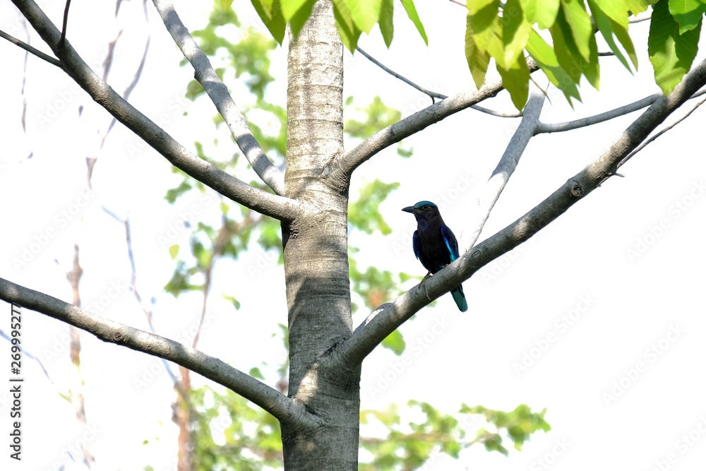 Local Asia bird sitting on the tree trunk with green leaves and white sky background in bright day Local Asia bird sitting on the tree trunk with green leaves and white sky background in bright day