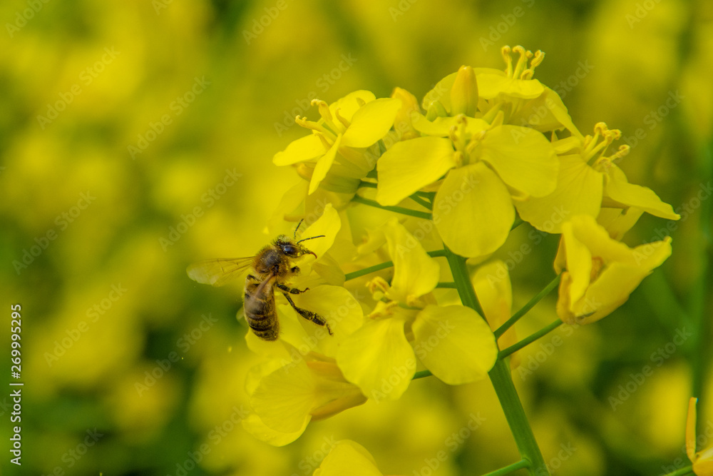 Bee with rape flower in the spring - rapeseed honey - bee collects nectar Bee with rape flower in the spring - rapeseed honey - bee collects nectar