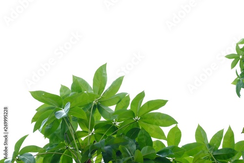 Tropical tree leaves on white isolated background for green foliage backdrop 