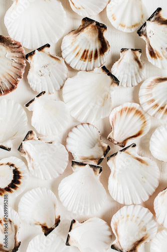 Seashell pattern on white background. Flat lay, top view minimal texture.