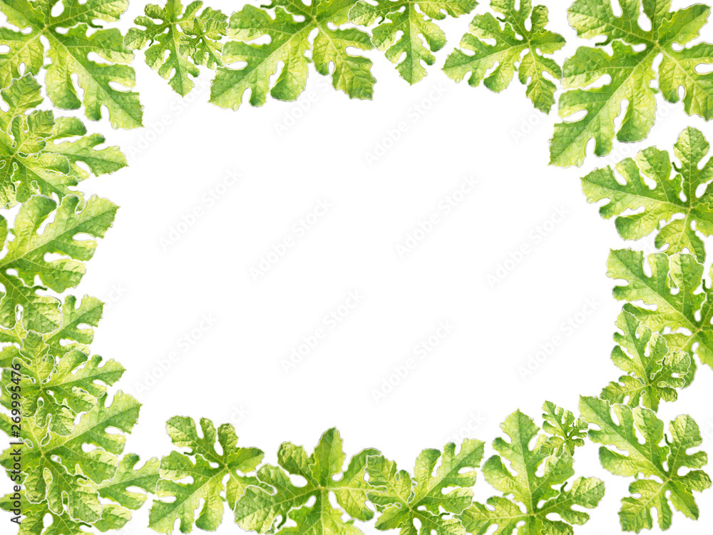 Watermelon leaves on a white background and with copy space Watermelon leaves on a white background and with copy space