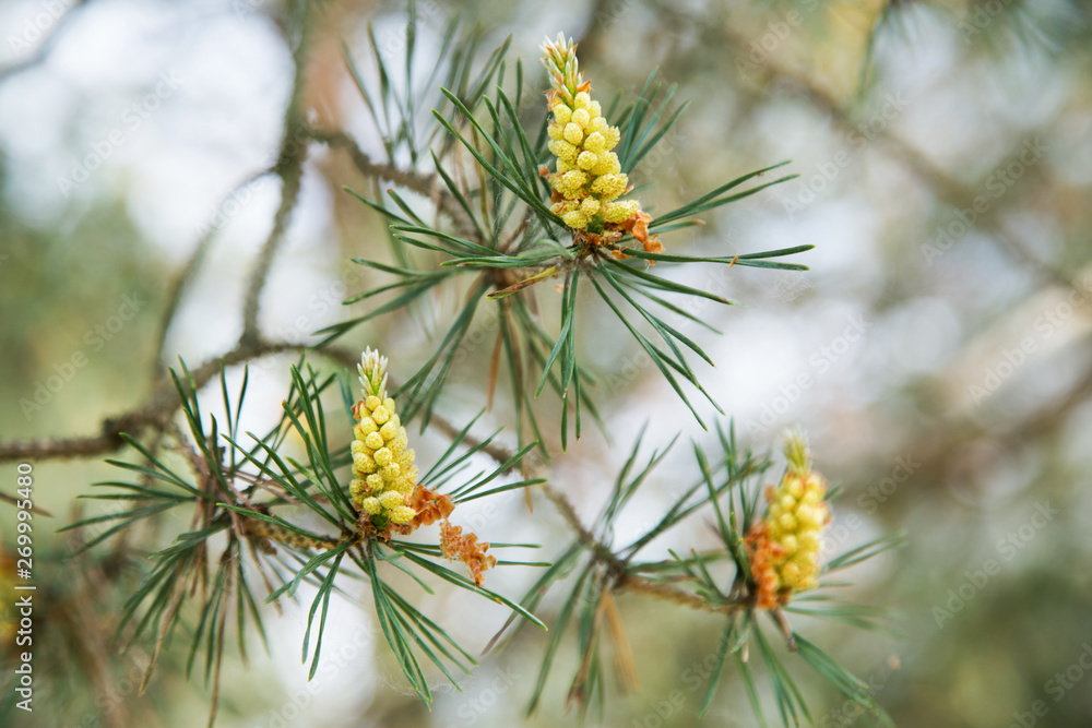 young pine cones on a tree in the spring afternoon