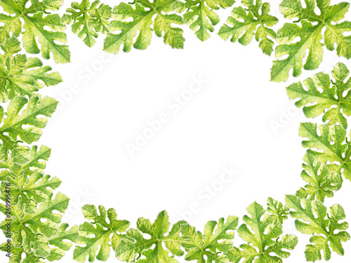Watermelon leaves on a white background and with copy space