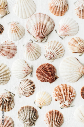 Sea shells pattern on white background. Flat lay, top view minimal texture.