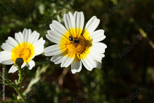 Bee feeding on the pollen that ejects the daisy.
