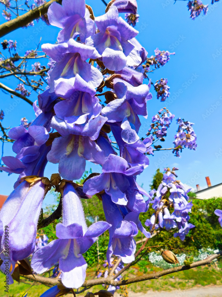 Der Blauglockenbaum (Paulownia tomentosa) Stock Photo Adobe Stock