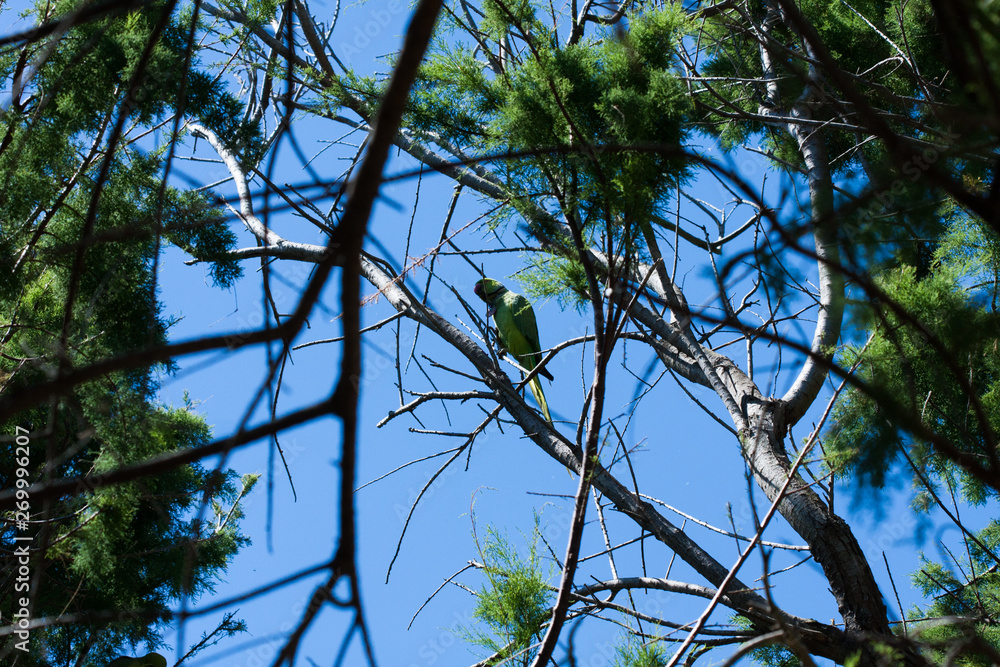 Parrot on the branch, through several branches through several branches. Parrot on the branch, through several branches through several branches.