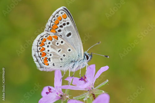 close up of lycaenidae butterfly sitting on wild flower © romantiche