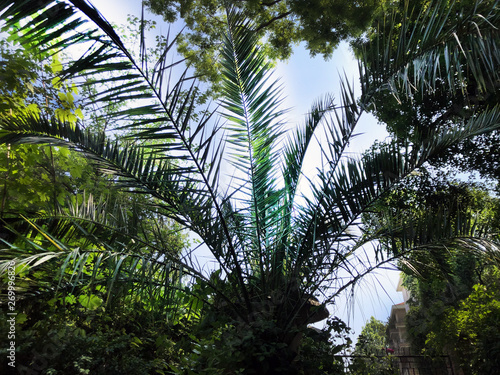 Palm tree with green leaves across the blue sky and jungle plants close-up. Copy space