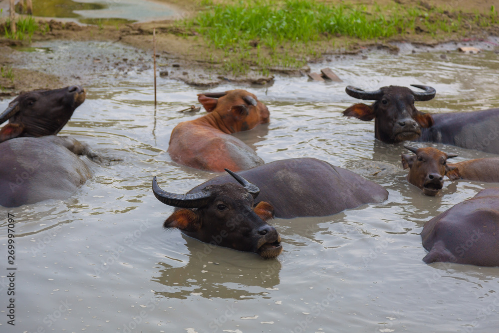 Fototapeta premium Cows are saving from hot in water