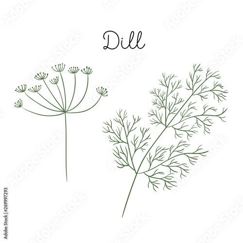 Dill vector illustration