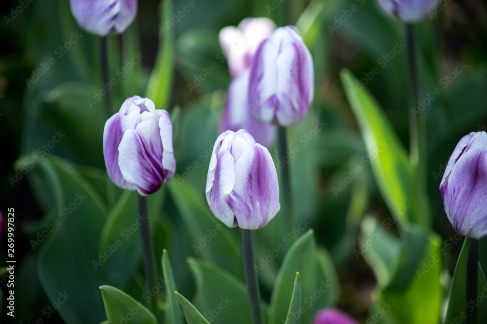 tulips in the garden tulips in the garden