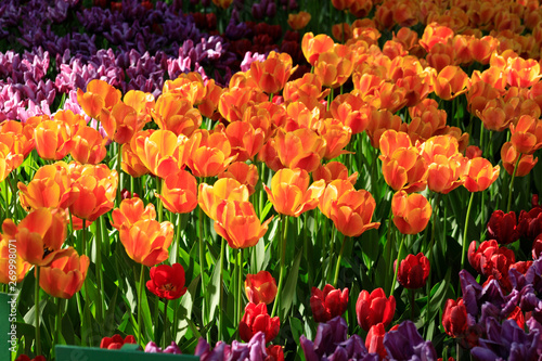field of orange tulips