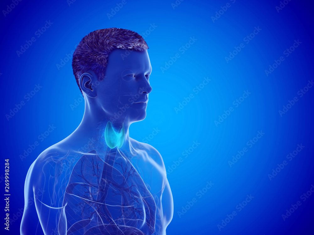 Obraz premium 3d rendered medically accurate illustration of a mans thyroid gland