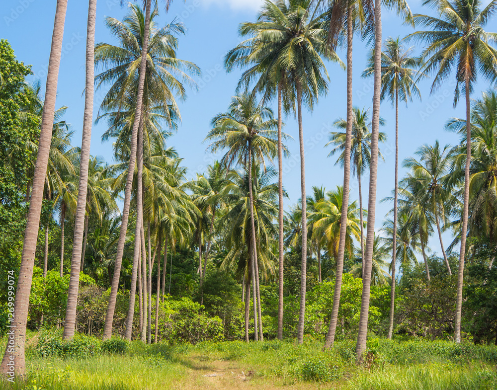 Naklejka premium Coconut palm trees in rainforest
