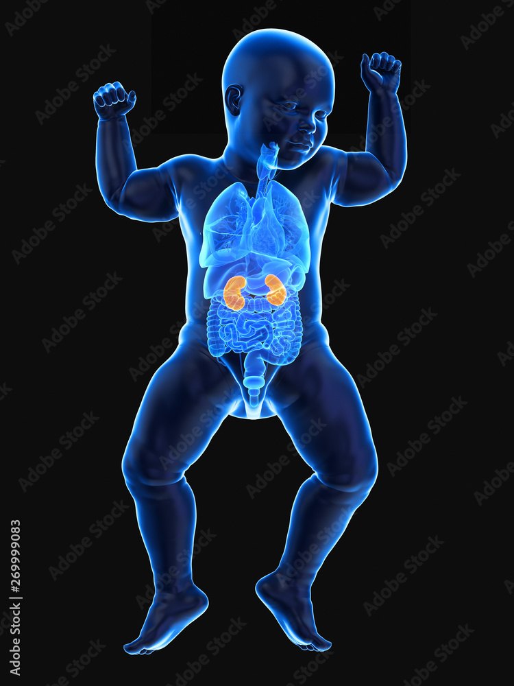 3d rendered medically accurate illustration of a babys kidneys