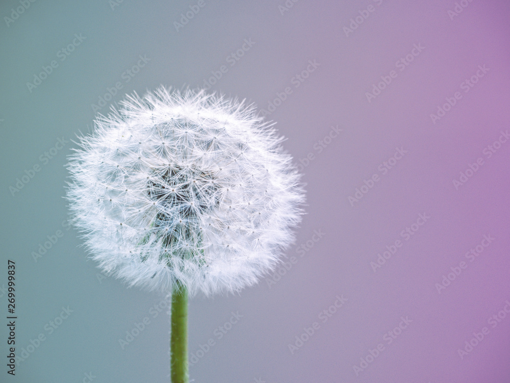 White fluffy dandelion,  spring background