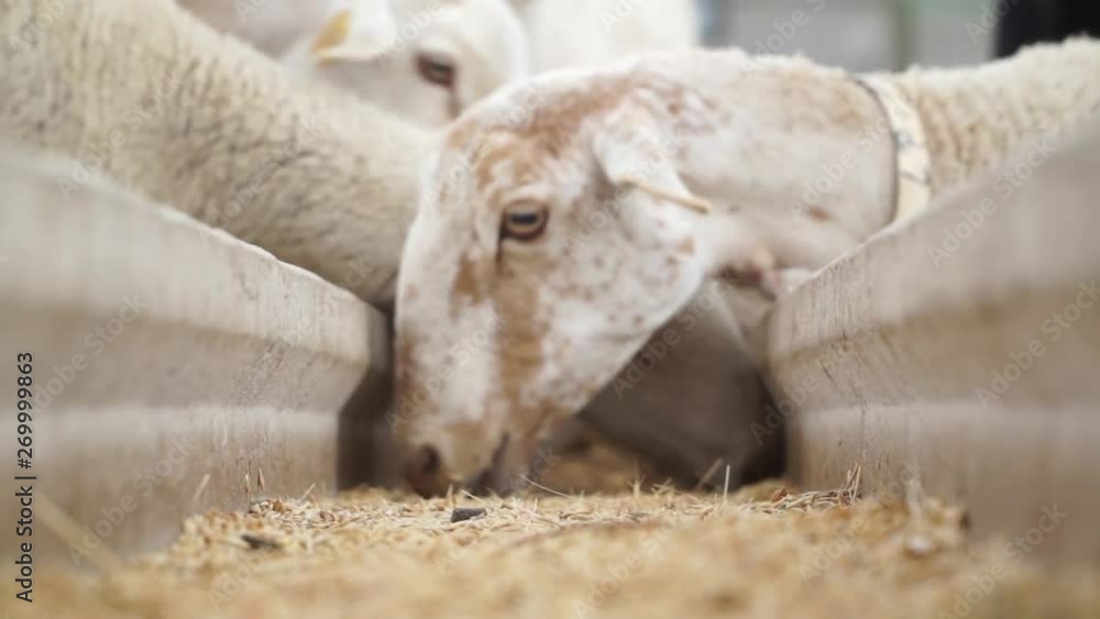 Sheep Livestock Eating From Food Feeding Trough Sheep Livestock Eating From Food Feeding Trough