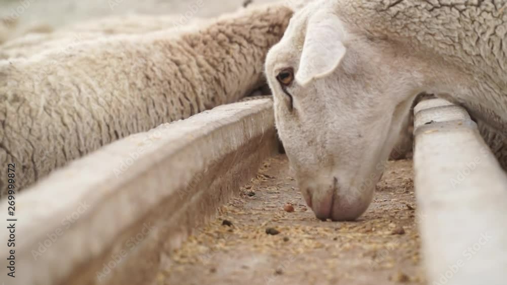 Farm Livestock, Sheep Eating Grain From Feeder Trough Farm Livestock, Sheep Eating Grain From Feeder Trough