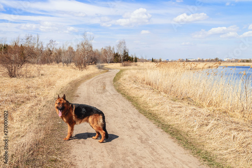 German shepherd stands on the path by the river. against the blue sky