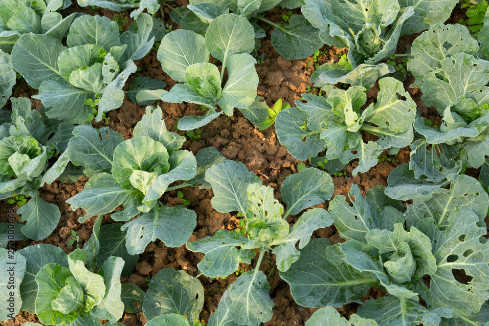 Fototapeta premium green young cabbages in growth at vegetable garden
