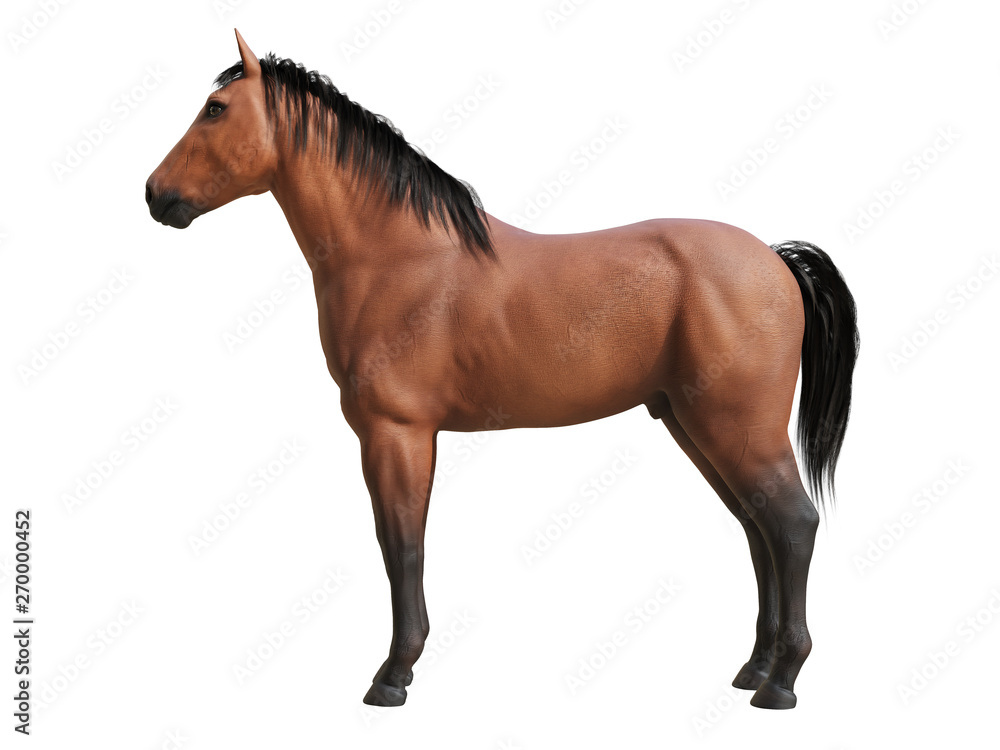 Naklejka premium 3d rendered medically accurate illustration of the horse anatomy