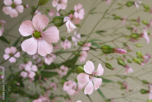 ピンクのかすみ草 - Pink gypsophila flower