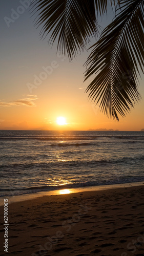 Sunset on the beach with palm tree