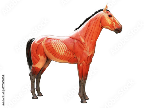 3d rendered medically accurate illustration of the horse anatomy - muscle system