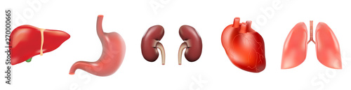 Different 3D human organs set with heart lungs liver stomach kidneys isolated on white background vector illustration, eps 10