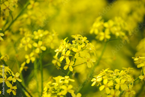 field of yellow flowers