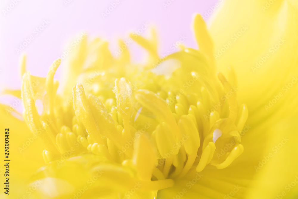 Summer flower concept - yellow buttercup close-up on a light background. Bright stylish macro photography. Minimalism, summer mood, shades of yellow