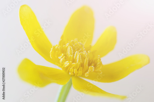 Summer flower concept - yellow buttercup close-up on a light background. Bright stylish macro photography. Minimalism, summer mood, shades of yellow