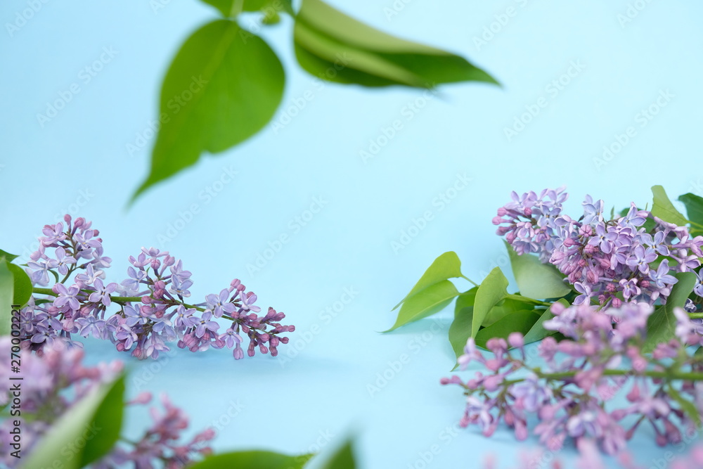 Fototapeta Lilac. Colorful purple lilacs blossoms with green leaves.