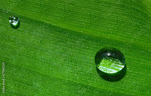 water drop on banana leaf texture green isolated soft focus