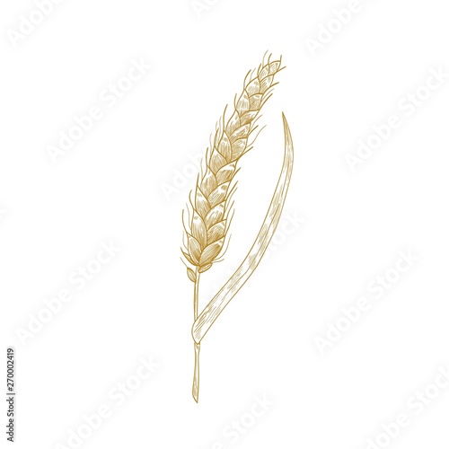 Wheat ear or spikelet isolated on white background. Cultivated cereal plant, ...