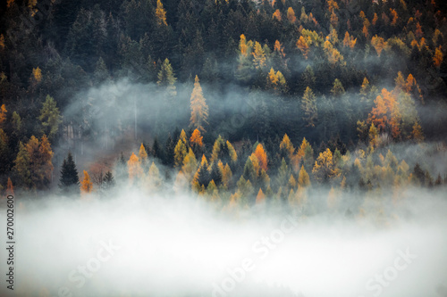 Forest with dense fog in the morning. © belyaaa