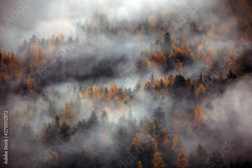 Forest with dense fog in the morning.