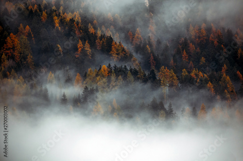 Forest with dense fog in the morning.