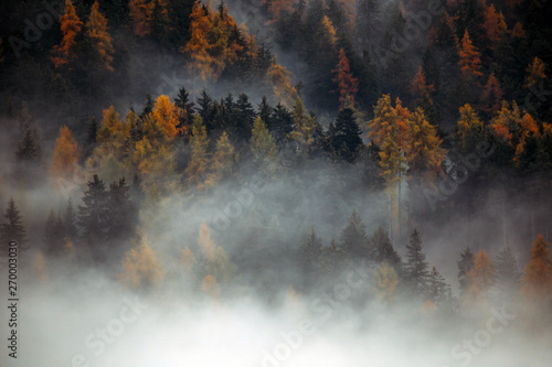 Forest with dense fog in the morning.