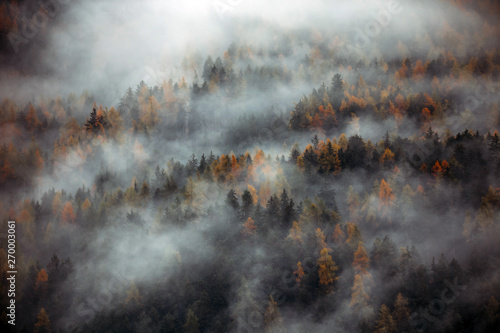 Forest with dense fog in the morning.