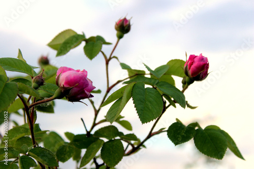 Branch of beautiful pink roses and green leaves, nature background. Beautiful pink roses in the garden, cropped shot.