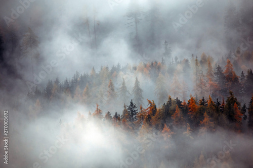 Forest with dense fog in the morning.