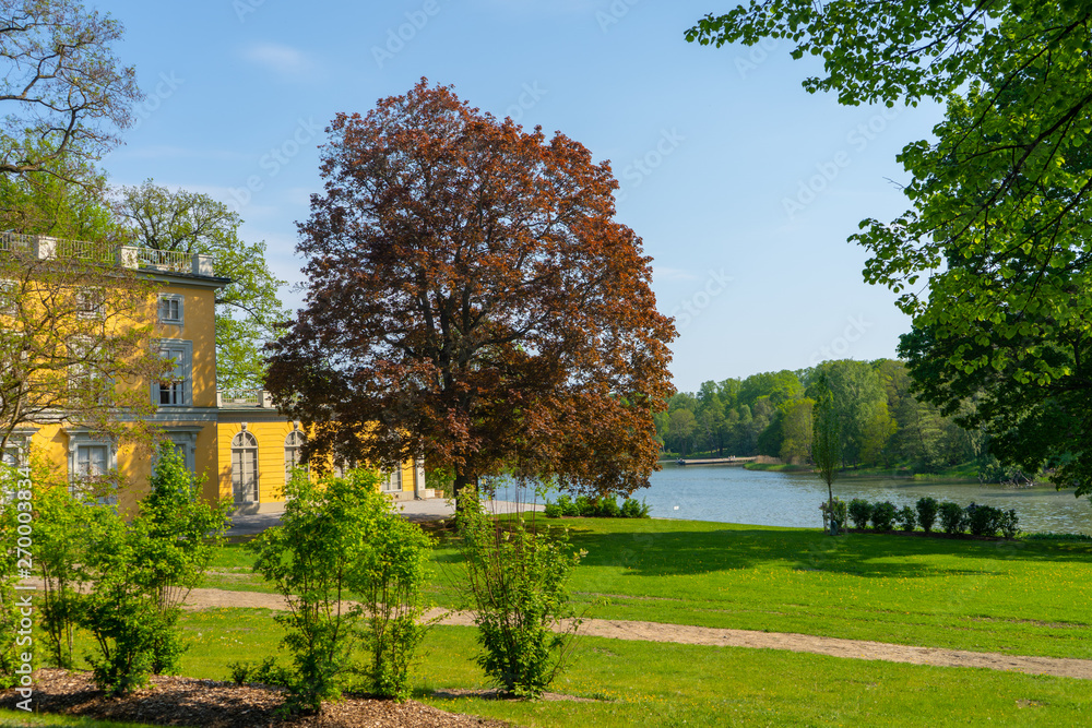 tree in the park near lake