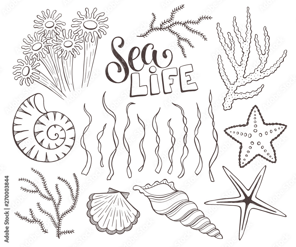 Seashells sketch collection vector illustration
