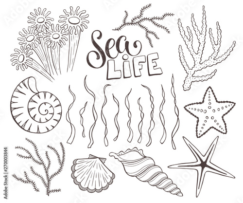 Seashells sketch collection vector illustration