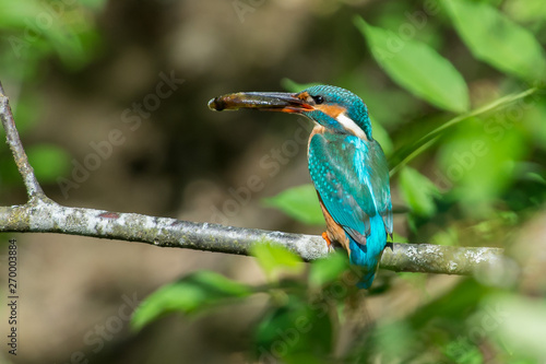 Kingfisher on a branch in Sweden